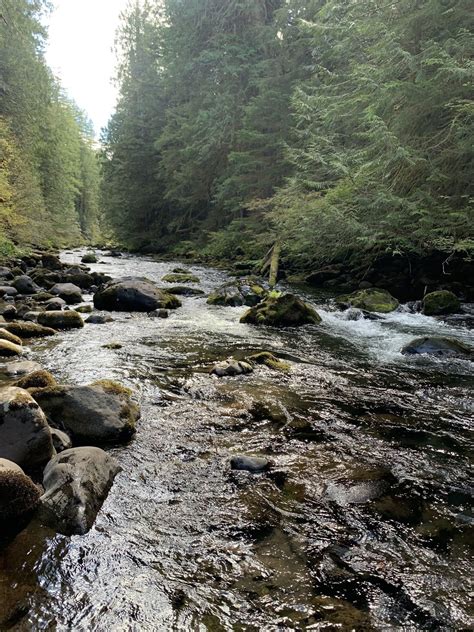 Salmon River Trail: Short Option - Oregon | AllTrails