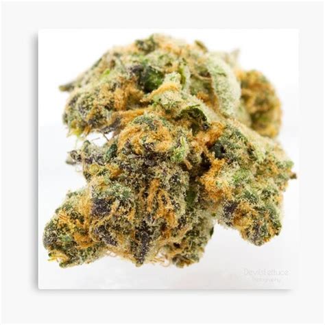 Girl Scout Cookies Strain Canvas sold by EriJohnson | SKU 41142778 ...