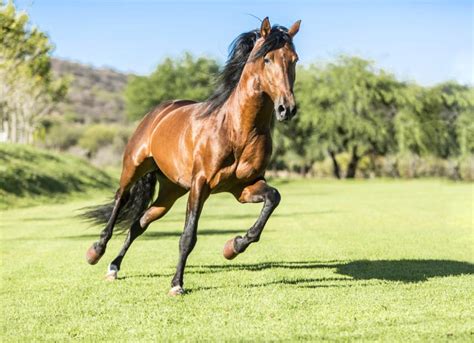 Polysaccharide Storage Myopathy (PSSM) in Horses | PetMD