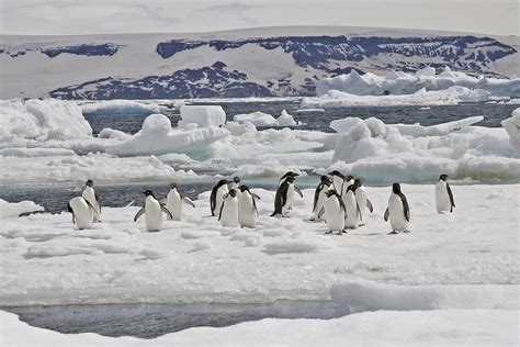 Emperor Penguin Tours - Antarctica - Weddell Sea - Birdquest