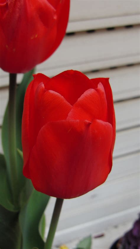 Free Images : flower, petal, tulip, red, macro photography, flowering plant, lily family, plant ...