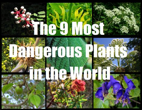 The 9 Most Dangerous Plants in the World - The Prepared Page