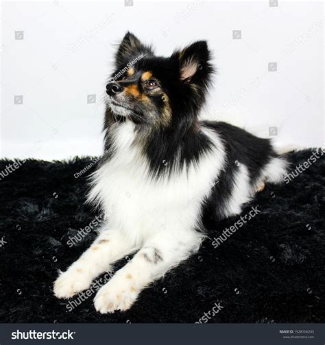 Pomeranian Border Collie Mix Border Pom Stock Photo 1928166245 ...