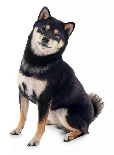 Black and tan Shiba | Shiba inu dog, Shiba inu black, Shiba inu