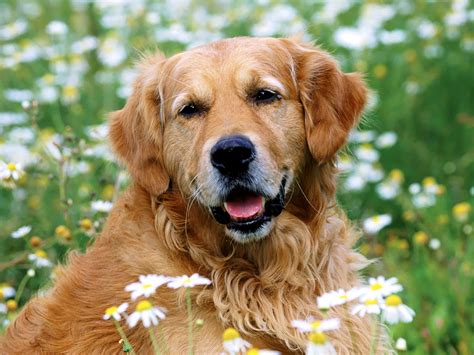 Golden Retriever - Animals Photos