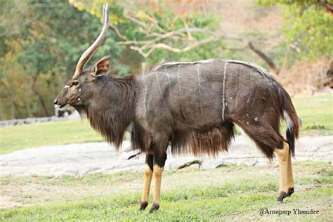 ZOO THAILAND