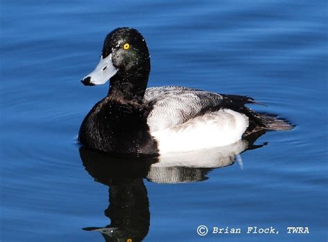 Greater Scaup Duck, | State of Tennessee, Wildlife Resources Agency