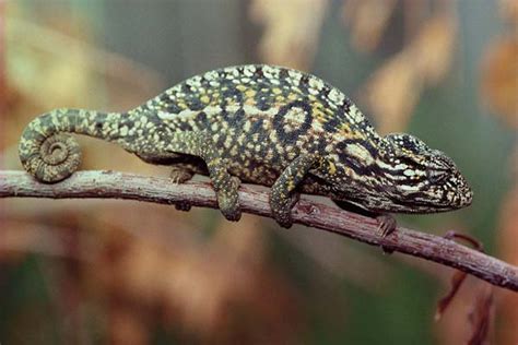 Carpet Chameleon Care Tips - Reptiles Magazine