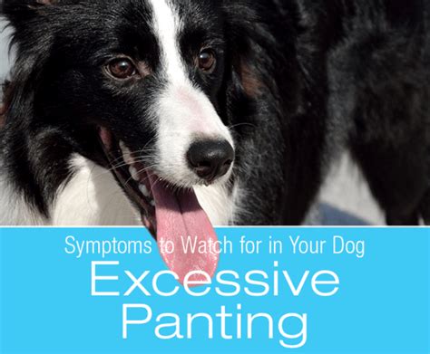 Symptoms To Watch For In Your Dog: Excessive Panting