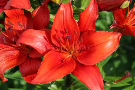 Flower, Lily, Plant, Orange Lily Picture. Image: 117788135