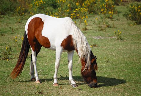 Brown And White Horse Photograph by Erin Mac