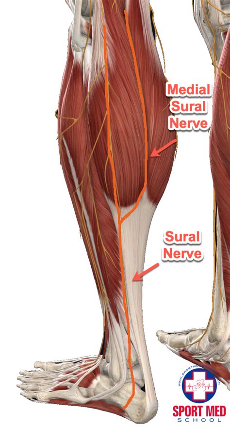 Sural Nerve Entrapment | Sport Med School