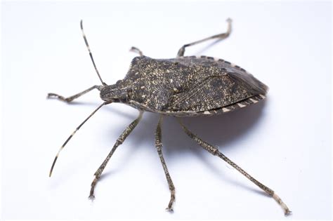 Are Stink Bugs Dangerous? - My Pest Pros