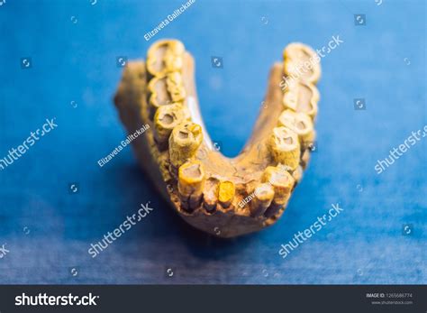 Teeth Ancient Man Human Evolution Evolutionary Stock Photo 1265686774 | Shutterstock