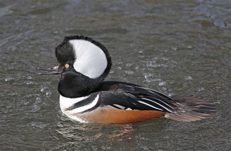 Pictures and information on Hooded Merganser