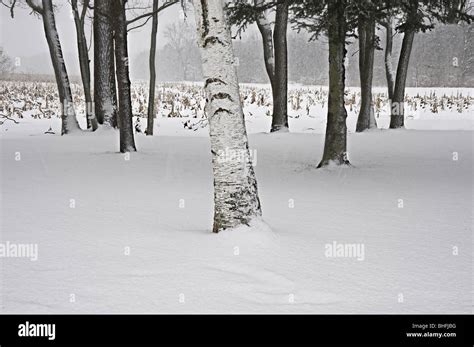 Birch trees snow hi-res stock photography and images - Alamy