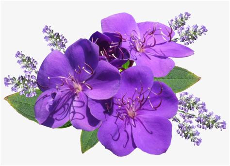 Flower Purple With Lavender - สุขสันต์ วัน เสาร์ Transparent PNG - 1280x842 - Free Download on ...