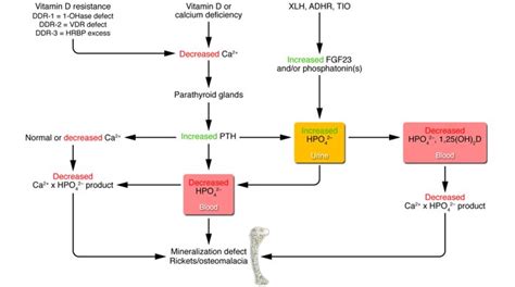 Role Of Vitamin D In Calcium Metabolism