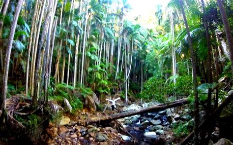 Mt. Tamborine Skywalk | Plants, Adventure