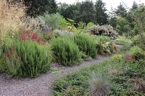 Before and After: Pruning the Rosemary