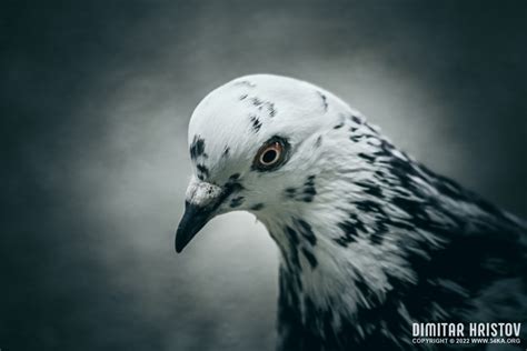 Pigeon – Closeup II - 54ka [photo blog]