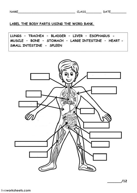 THE HUMAN BODY - Interactive worksheet