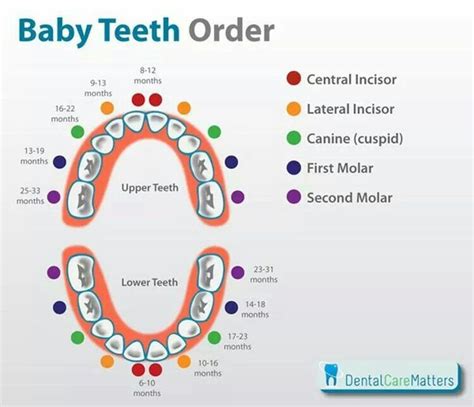 Famous Baby Teeth Order 2022 - quicklyzz