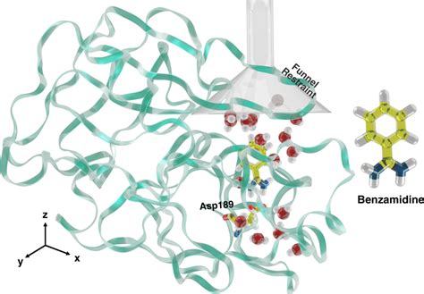 The Trypsin-Benzamidine system A cartoon representation of Trypsin... | Download Scientific Diagram