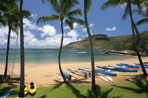 boats are lined up on the beach next to palm trees