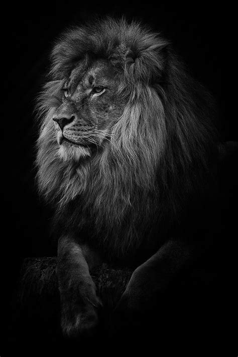 Lion Wallpaper Hd 4k Black And White - Infoupdate.org