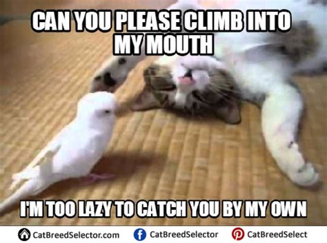 Lazy Cat Memes – Cat Breed Selector