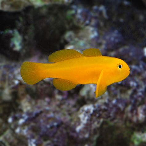 Yellow Clown Goby | AJ Aquatics, Inc.