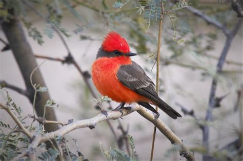 Birds of Mission Garden — Mission Garden