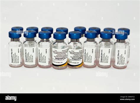 Cairo, Egypt, December 17 2022: Vanguard plus 5 CV-L vaccine for dogs ...