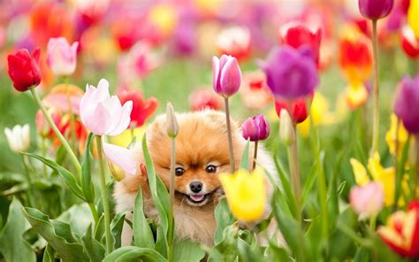 Orange Pomeranian puppy on flower field HD wallpaper | Wallpaper Flare