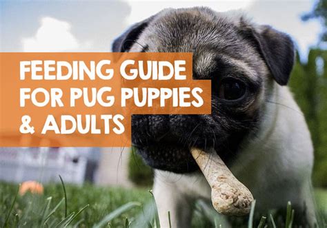 How Much Should I Feed My Pug Puppy? + Feeding Guide Chart Times