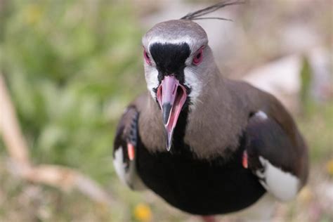 Lapwing Symbolism & Meaning (+Totem, Spirit & Omens) - World Birds