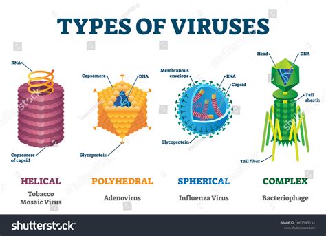 369 Structure Bacteriophage Stock Illustrations, Images & Vectors | Shutterstock