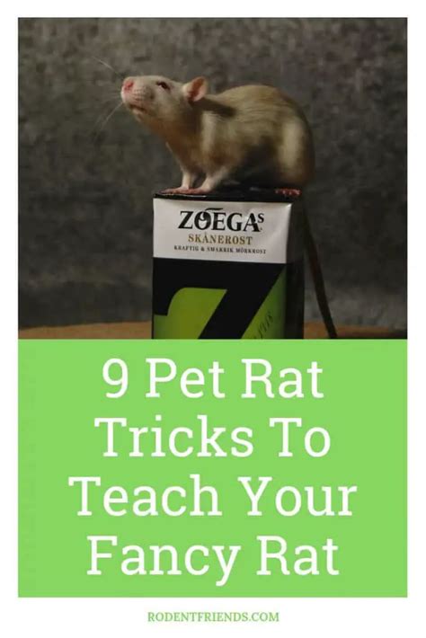 9 Pet Rat Tricks to Teach Your Fancy Rat - Rodent Friends