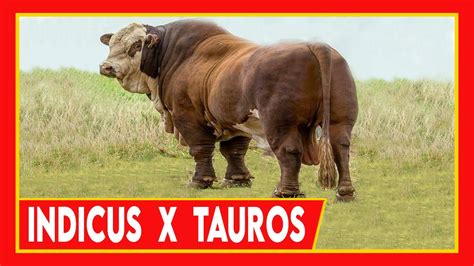 🔴 BOS INDICUS X BOS TAUROS 🏆 RAZAS SINTETICAS - YouTube