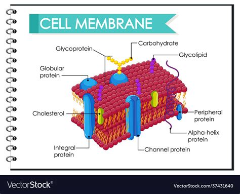 Human cell membrane structure Royalty Free Vector Image