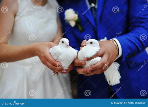 Doves at a wedding stock photo. Image of couple, husband - 55020312