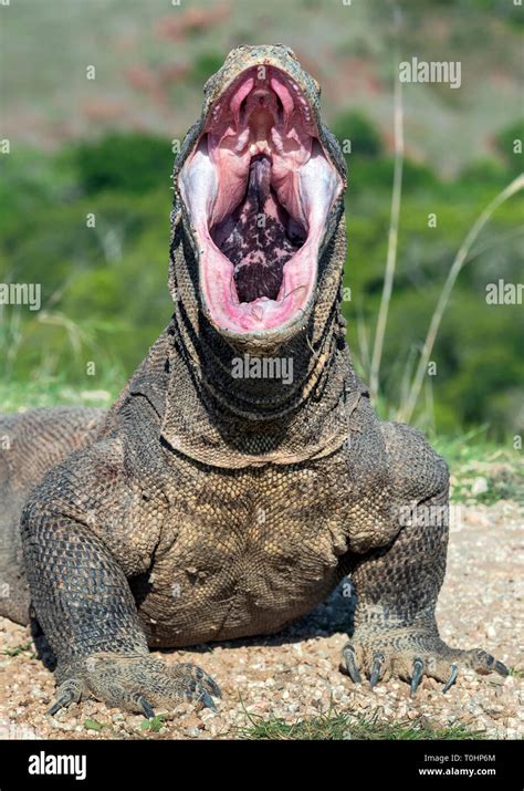 The open mouth of the Komodo dragon. Close up portrait, front view. Komodo dragon. Scientific ...