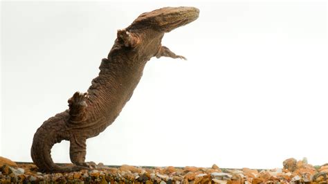 A Homecoming for Hellbenders, the Biggest Salamanders in North America - The New York Times