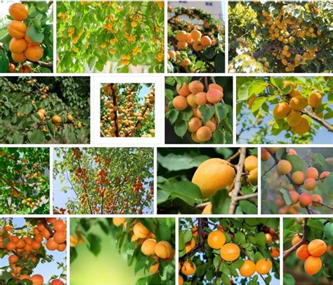 Apricot Trees, Buy Apricot Tree Varieties **2021 | Tree Types