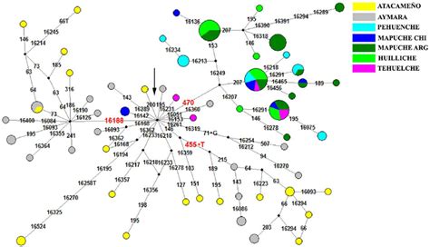 Network for the B2 haplogroup. The arrow shows the B2 nodal,... | Download Scientific Diagram