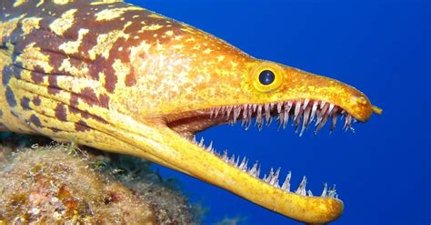 Eel Fish Facts | AZ Animals