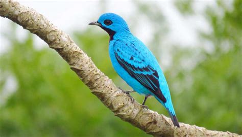 Meet Our Wildlife | The Canopy Family | Birdwatching in Panama