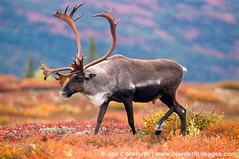 Denali Caribou 13 Photo, Picture, Print | Cornforth Images