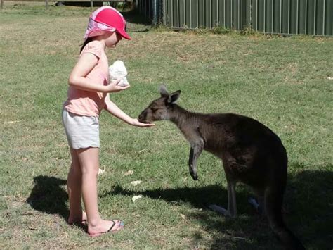 Bunbury Wildlife Park | Wildlife park, Western australia, Wildlife